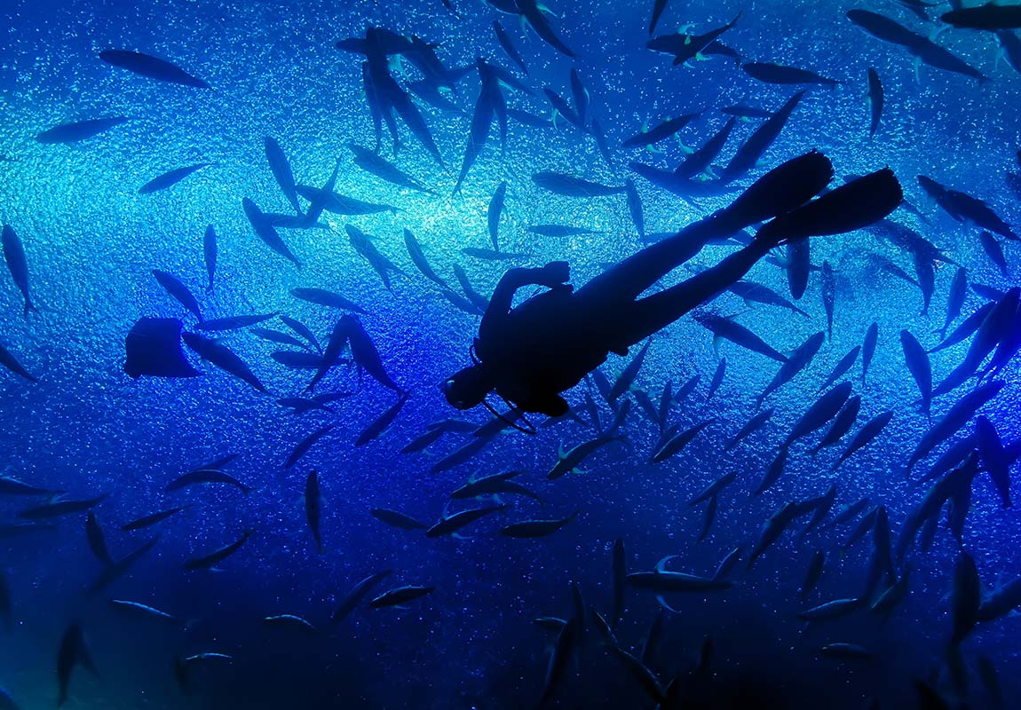 Starshine Ocean